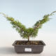 Venkovní bonsai - Juniperus chinensis Itoigava-Jalovec čínský VB2019-26893 - 1/3