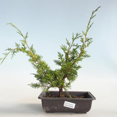 Venkovní bonsai - Juniperus chinensis Itoigava-Jalovec čínský VB2019-26896 - 1