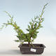 Venkovní bonsai - Juniperus chinensis Itoigava-Jalovec čínský VB2019-26896 - 1/3
