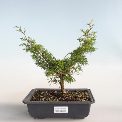 Venkovní bonsai - Juniperus chinensis Itoigava-Jalovec čínský VB2019-26898 - 1
