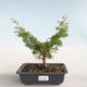 Venkovní bonsai - Juniperus chinensis Itoigava-Jalovec čínský VB2019-26898 - 1/3