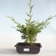Venkovní bonsai - Juniperus chinensis Itoigava-Jalovec čínský VB2019-26899 - 1/3