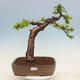 Venkovní bonsai -Larix decidua - Modřín opadavý - 1/7