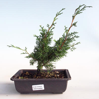 Venkovní bonsai - Juniperus chinensis Itoigava-Jalovec čínský VB2019-26905 - 1