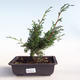 Venkovní bonsai - Juniperus chinensis Itoigava-Jalovec čínský VB2019-26905 - 1/3