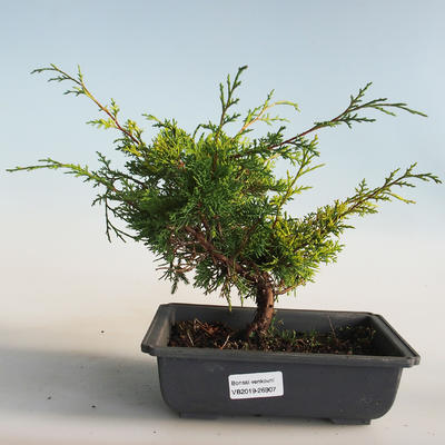 Venkovní bonsai - Juniperus chinensis Itoigava-Jalovec čínský VB2019-26907 - 1