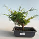 Venkovní bonsai - Juniperus chinensis Itoigava-Jalovec čínský VB2019-26907 - 1/3