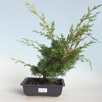 Venkovní bonsai - Juniperus chinensis Itoigava-Jalovec čínský VB2019-26913 - 1