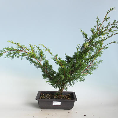 Venkovní bonsai - Juniperus chinensis Itoigava-Jalovec čínský VB2019-26914 - 1