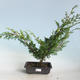 Venkovní bonsai - Juniperus chinensis Itoigava-Jalovec čínský VB2019-26914 - 1/3