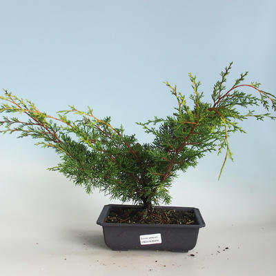Venkovní bonsai - Juniperus chinensis Itoigava-Jalovec čínský VB2019-26918 - 1