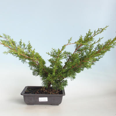 Venkovní bonsai - Juniperus chinensis Itoigava-Jalovec čínský VB2019-26922 - 1