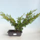 Venkovní bonsai - Juniperus chinensis Itoigava-Jalovec čínský VB2019-26922 - 1/3