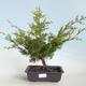 Venkovní bonsai - Juniperus chinensis Itoigava-Jalovec čínský VB2019-26923 - 1/3