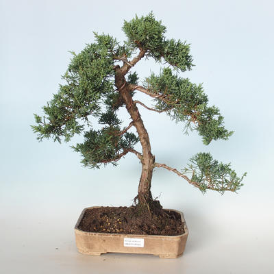 Venkovní bonsai - Juniperus chinensis -Jalovec čínský VB-26925
