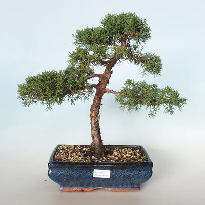 Venkovní bonsai - Juniperus chinensis -Jalovec čínský VB-26926