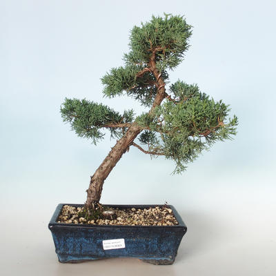 Venkovní bonsai - Juniperus chinensis -Jalovec čínský VB-26929