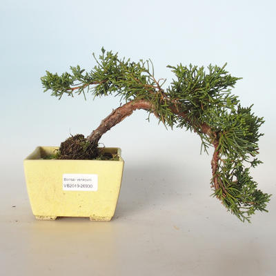 Venkovní bonsai - Juniperus chinensis -Jalovec čínský VB-26930