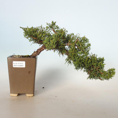 Venkovní bonsai - Juniperus chinensis -Jalovec čínský VB-26933