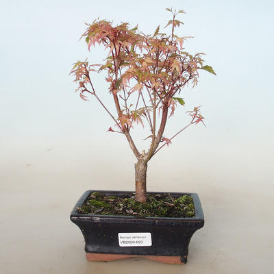 Venkovní bonsai -Javor dlanitolistý Acer palmatum Butterfly VB2020-693 - 1