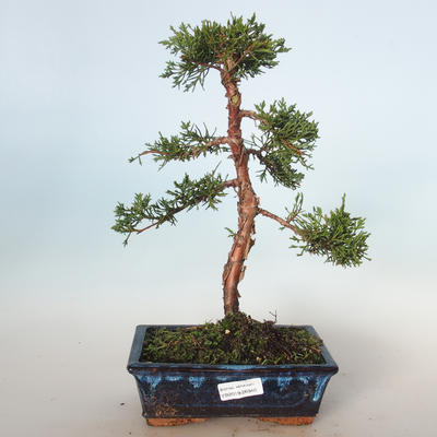 Venkovní bonsai - Juniperus chinensis -Jalovec čínský VB-26940
