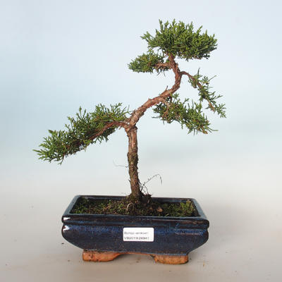 Venkovní bonsai - Juniperus chinensis -Jalovec čínský VB-26941