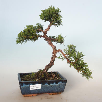 Venkovní bonsai - Juniperus chinensis -Jalovec čínský VB-26942