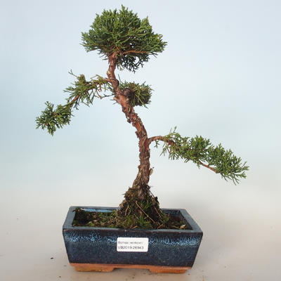 Venkovní bonsai - Juniperus chinensis -Jalovec čínský VB-26943