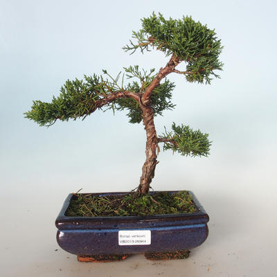 Venkovní bonsai - Juniperus chinensis -Jalovec čínský VB-26944