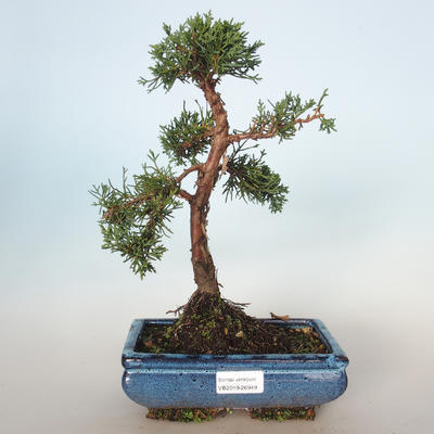 Venkovní bonsai - Juniperus chinensis -Jalovec čínský VB-26949