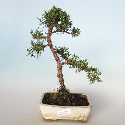 Venkovní bonsai - Juniperus chinensis -Jalovec čínský VB-26950