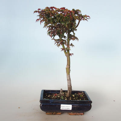 Venkovní bonsai - Acer palmatum SHISHIGASHIRA- Javor malolistý VB-26953 - 1