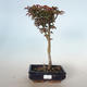 Venkovní bonsai - Acer palmatum SHISHIGASHIRA- Javor malolistý VB-26953 - 1/3