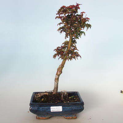 Venkovní bonsai - Acer palmatum SHISHIGASHIRA- Javor malolistý VB-26954 - 1