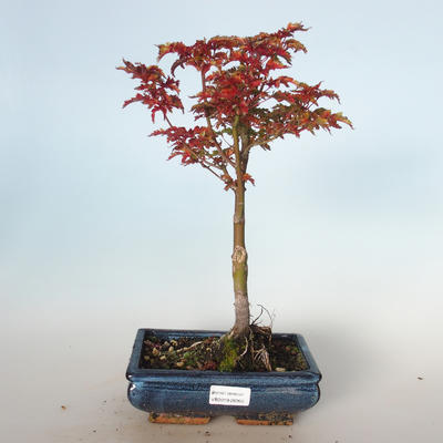 Venkovní bonsai - Acer palmatum SHISHIGASHIRA- Javor malolistý VB-26955 - 1