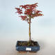 Venkovní bonsai - Acer palmatum SHISHIGASHIRA- Javor malolistý VB-26955 - 1/3