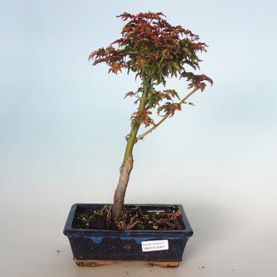 Venkovní bonsai - Acer palmatum SHISHIGASHIRA- Javor malolistý VB-26957 - 1