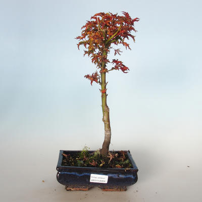 Venkovní bonsai - Acer palmatum SHISHIGASHIRA- Javor malolistý VB-26958 - 1