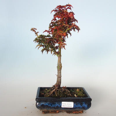 Venkovní bonsai - Acer palmatum SHISHIGASHIRA- Javor malolistý VB-26959 - 1