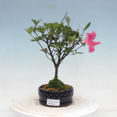 Venkovní bonsai - Rhododendron sp. - Azalka červená - 1