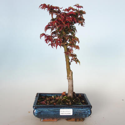 Venkovní bonsai - Acer palmatum SHISHIGASHIRA- Javor malolistý VB-26960 - 1