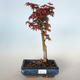 Venkovní bonsai - Acer palmatum SHISHIGASHIRA- Javor malolistý VB-26960 - 1/3