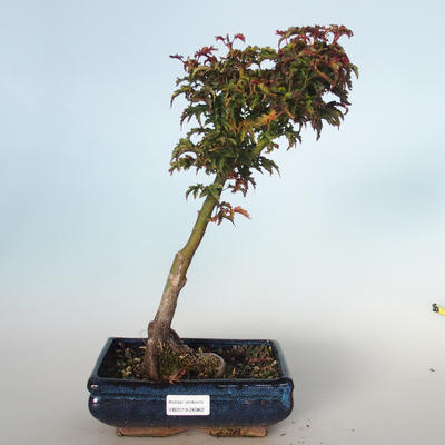Venkovní bonsai - Acer palmatum SHISHIGASHIRA- Javor malolistý VB-26962 - 1