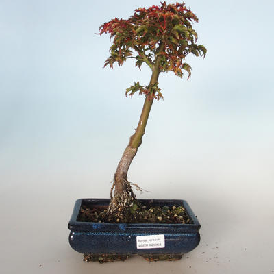 Venkovní bonsai - Acer palmatum SHISHIGASHIRA- Javor malolistý VB-26963 - 1