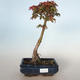 Venkovní bonsai - Acer palmatum SHISHIGASHIRA- Javor malolistý VB-26963 - 1/3