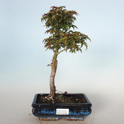 Venkovní bonsai - Acer palmatum SHISHIGASHIRA- Javor malolistý VB-26966 - 1
