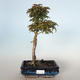 Venkovní bonsai - Acer palmatum SHISHIGASHIRA- Javor malolistý VB-26966 - 1/3