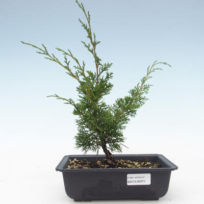 Venkovní bonsai - Juniperus chinensis Itoigawa-Jalovec čínský VB2019-26973 - 1