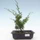 Venkovní bonsai - Juniperus chinensis Itoigawa-Jalovec čínský VB2019-26973 - 1/2