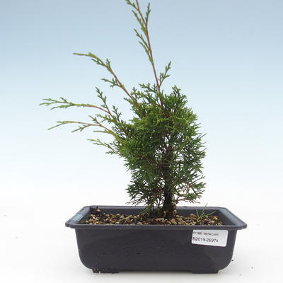 Venkovní bonsai - Juniperus chinensis Itoigawa-Jalovec čínský VB2019-26974 - 1